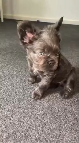 Full Fluffy Frenchie in Nottingham
