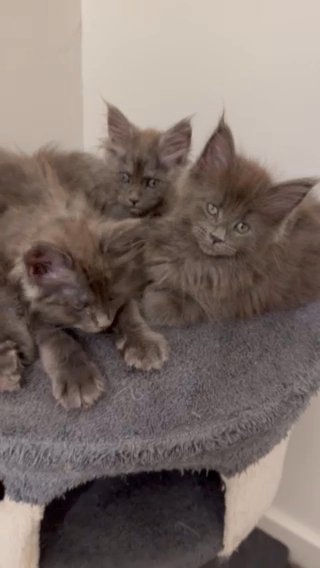 Blue/blue Smoke Maine Coon Kittens in London