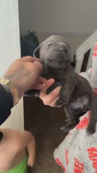 Cane Corso Pups in County Durham