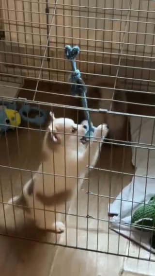 One Male Left Pomeranian in Wolverhampton