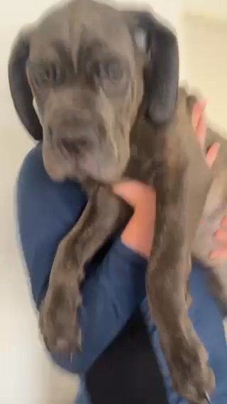 Cane Corso Show Level High Dna in Wiltshire
