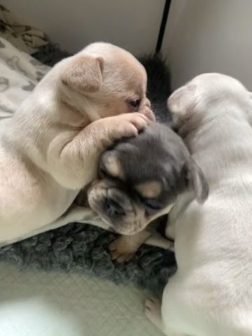Ready Now Frenchie Pups in Southampton