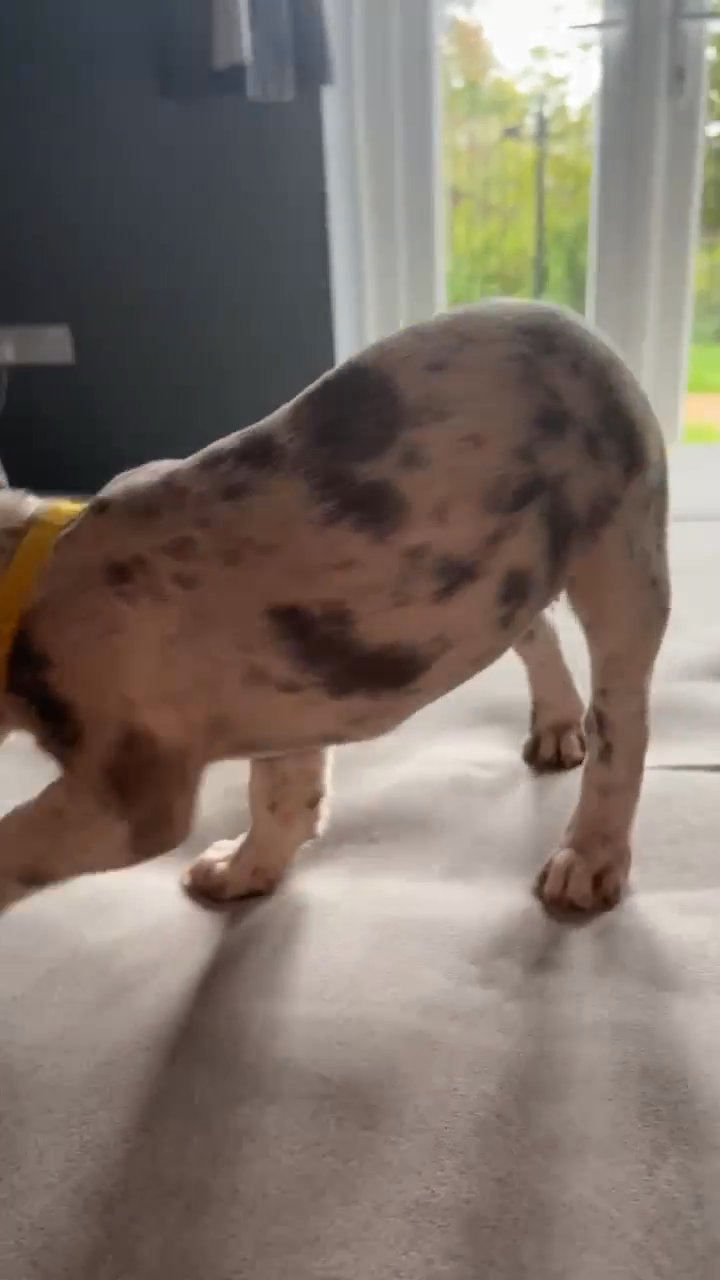 Lilac Merle French Bulldog in Sheffield