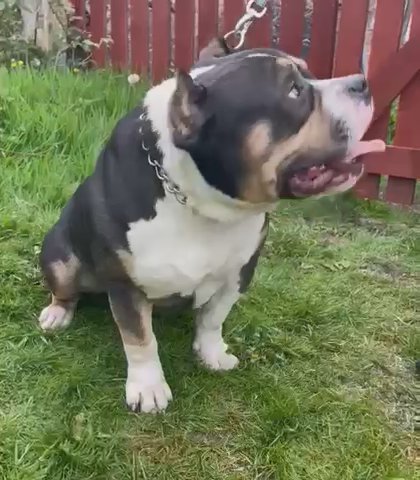 Pocket Bully Male For Stud in Rhondda Cynon Taf