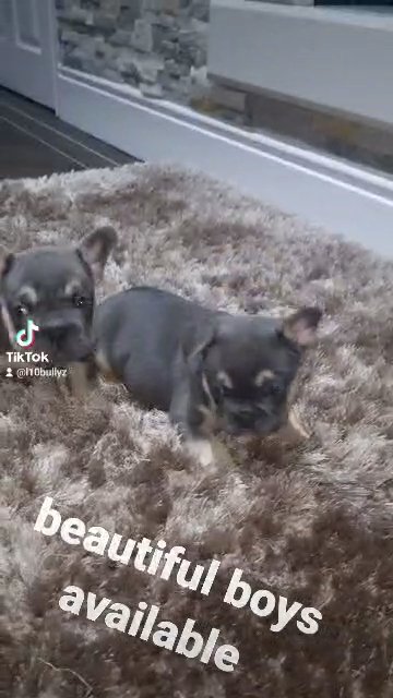 french bulldog boy in Liverpool