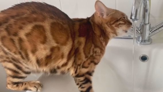 ??Gorgeous Pedigree Queen Due Soon ? in Birmingham