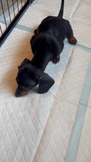 ?Adorable Dachshund puppies? in Preston
