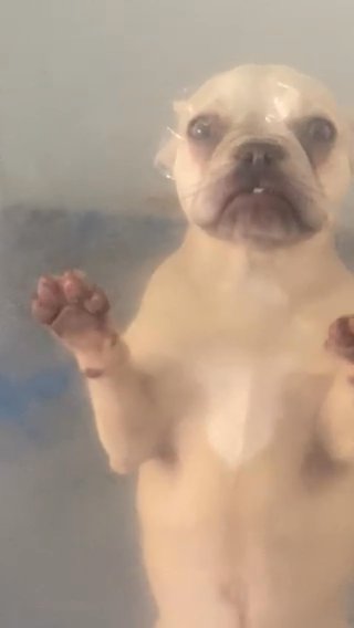 11 Month Old Platinum French Bulldog Girl in Preston