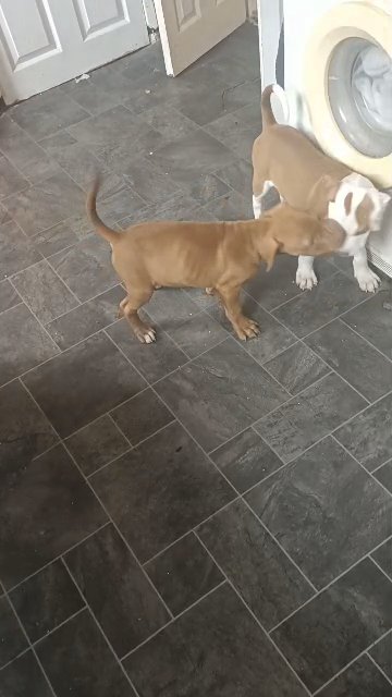 3 American bully puppies males in Rochdale