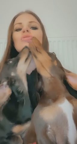 Adult Silver Dapple Mini Dachshund in Preston