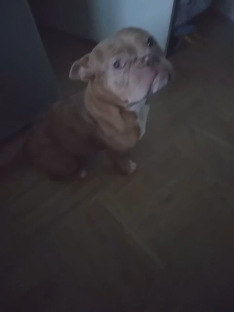 female pocket bully in Wolverhampton