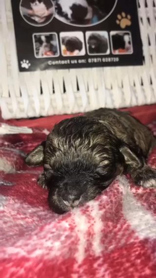 Toy Shihpoo Puppies in Blackpool