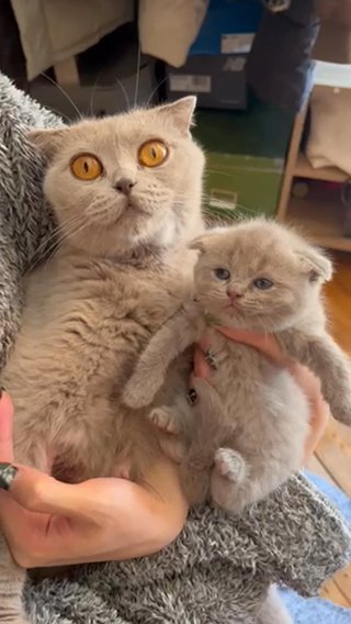 7 Adorable Short Hair Kitten in Edinburgh