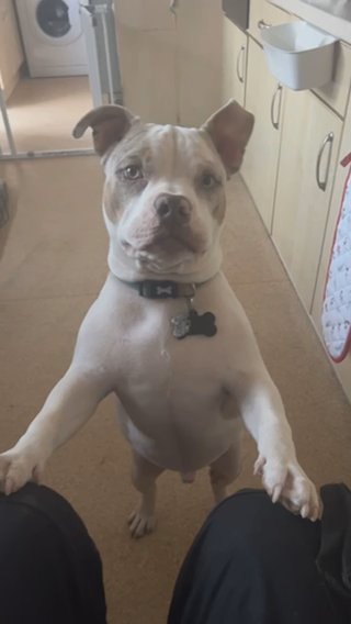 Pocket Bully in London