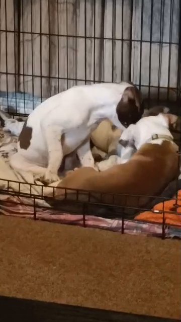 3 male puppies in Rochdale