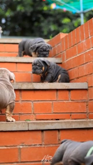 English Bulldog Pups in Birmingham