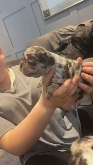 Merle French Bulldog Pup in Blackpool