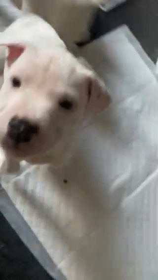 American Staffordshire Bull terrier in Nottingham