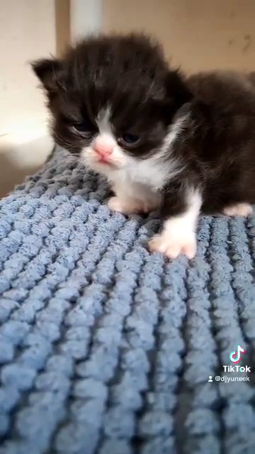 Exotic Persian kittens female and males gccf in Oxford