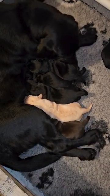 Labrador Retrievers KC FT CH in Sunderland