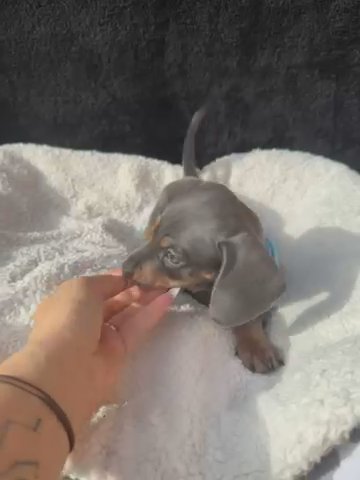 Blue And Tan Miniature Dachshund in London