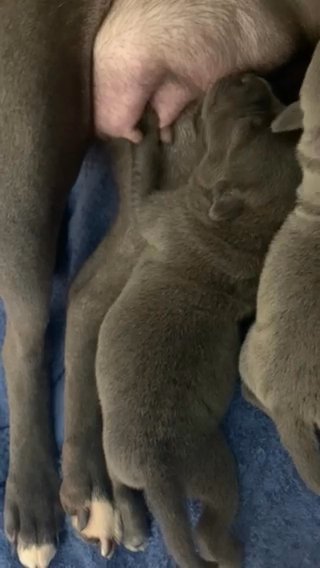 KC REGISTERED BLUE STAFFORDSHIRE BULL TERRIER PUPPIES in London