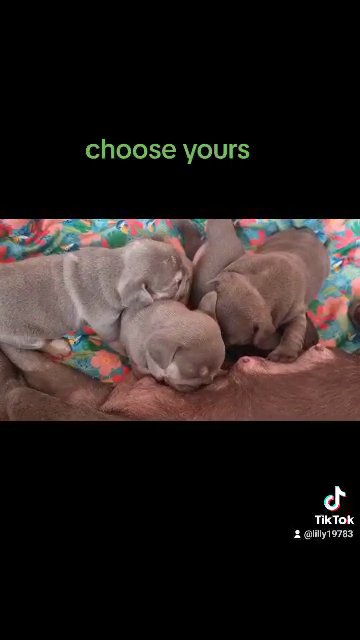 French bulldog in Wolverhampton