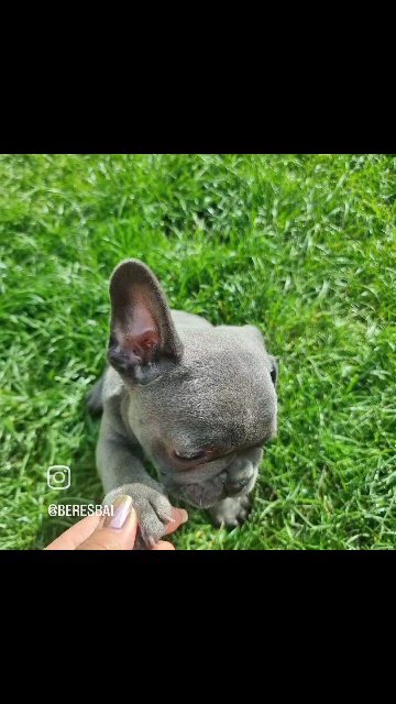 Frenchies in Wolverhampton