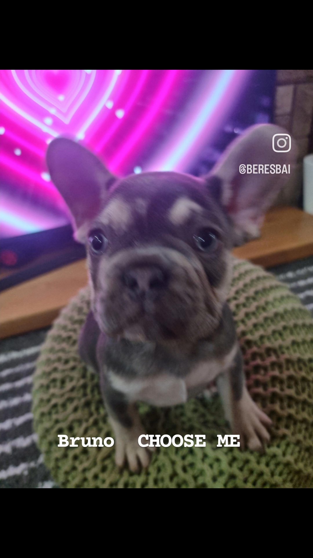 French bulldog in Wolverhampton