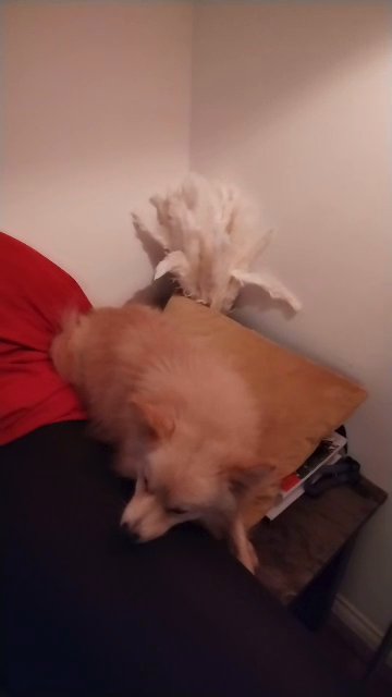 Beautiful mixed breed Spitz in London