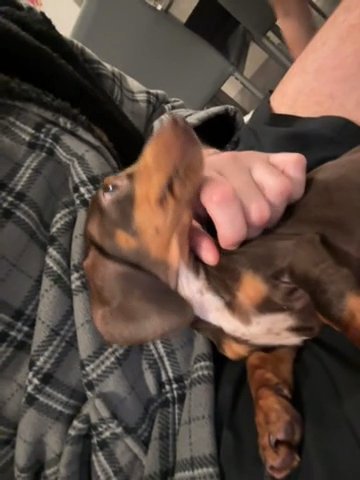 Dash hound Sausage Dog in Preston