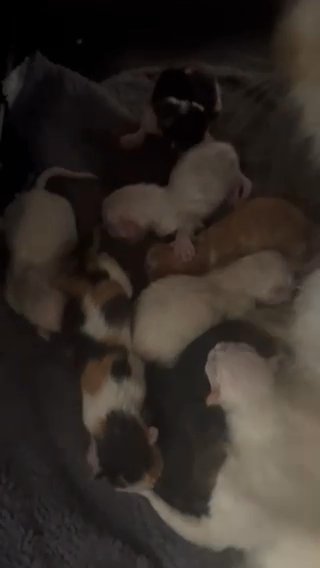 Stunning Maine Coon Cross Ragdoll Kittens in Harlow