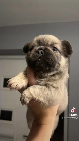 2 Male Fluffy Frenchies in Coventry