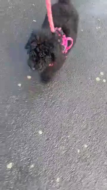 last little black  cockapoo girl pup  left in Manchester