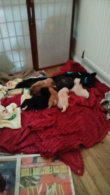 Litter of mixed breed pups! in London