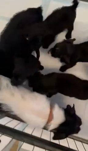 Wonderful Jackapoo Babies in London