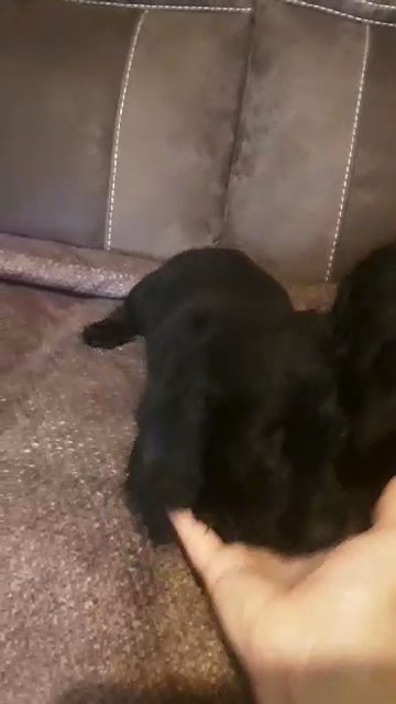 working cocker spaniels in Neath Port Talbot
