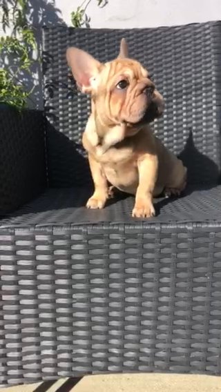 Bigrope French Bulldog in Liverpool