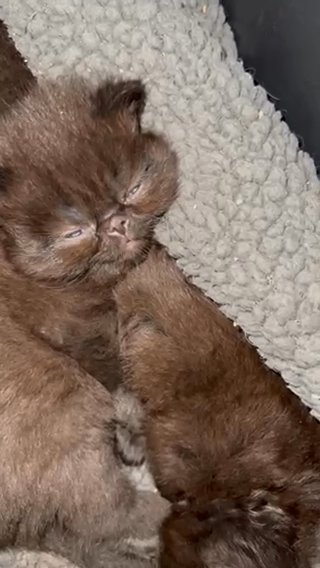 Unique Colour, Persian Kittens in Colchester