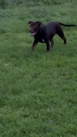 Female American Bully in Liverpool