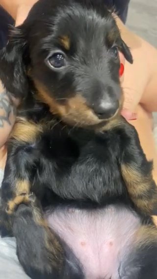 Gorgeous Long Haired Black And Tan Mini Dachshund in Preston