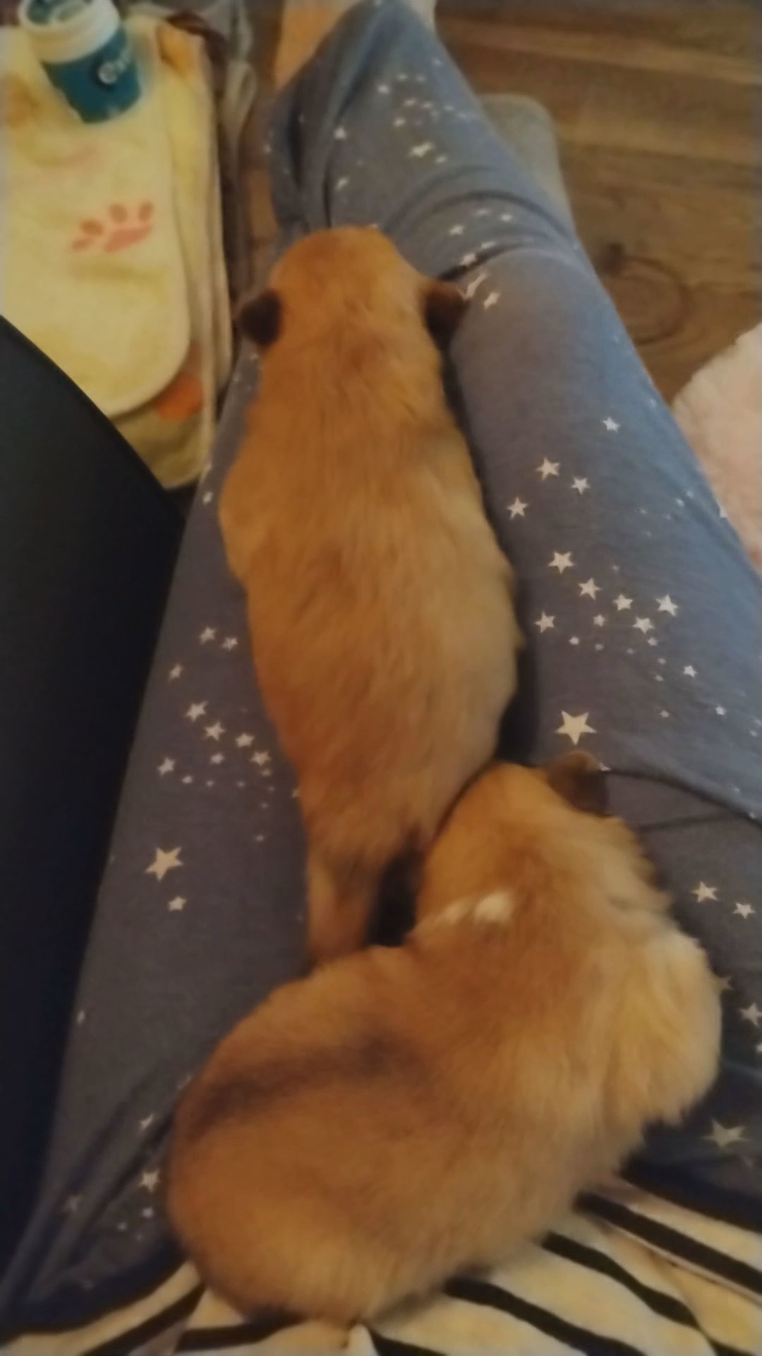 Mixed breed litter! in London