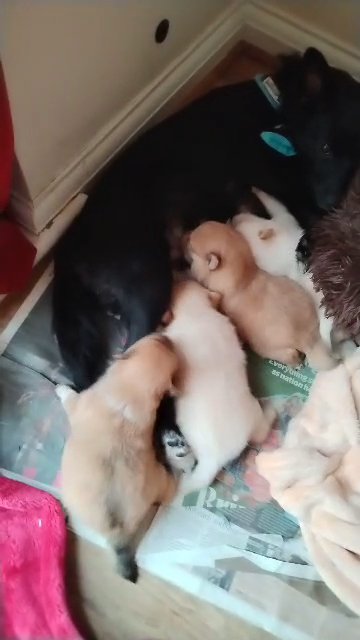 Mixed breed litter! in London