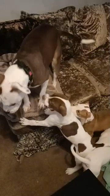 2 male American bully puppies in Rochdale