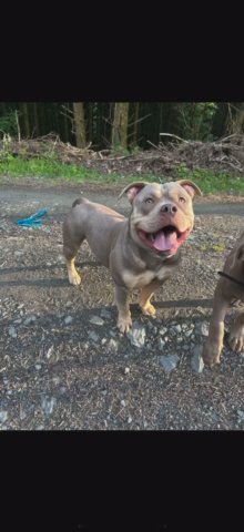 pocket bully in Carmarthenshire
