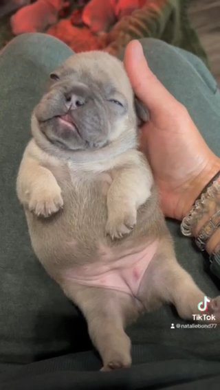 French Bulldog Puppies in Lincoln