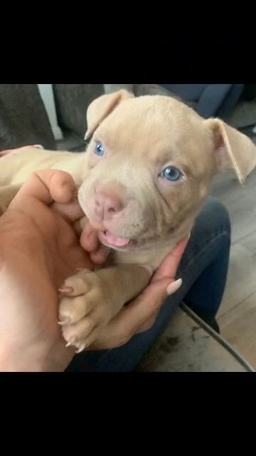 Pocket bully pups in Liverpool