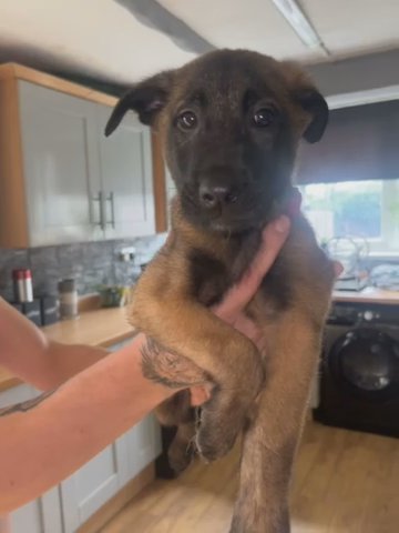 Male Belgian Malinois Puppy in North East Lincolnshire