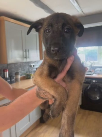 Male Belgian Malinois Puppy in North East Lincolnshire