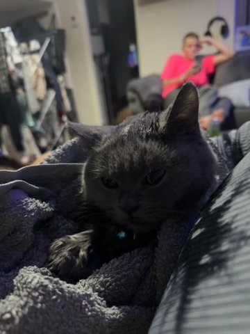 British Shorthair Male in Caerphilly